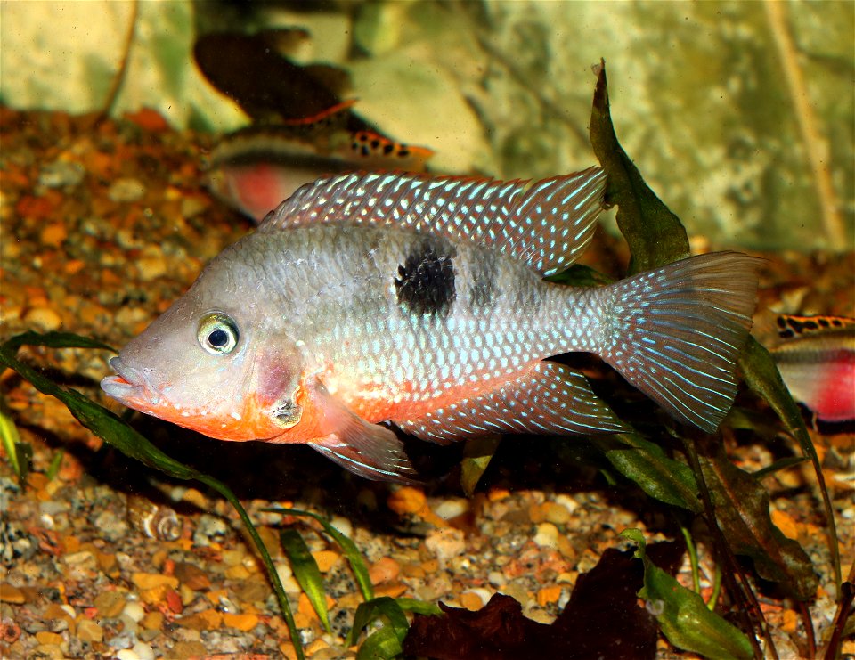 Firemouth Cichlid (Thorichthys meeki)