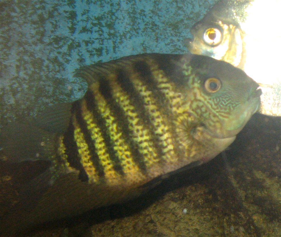 Green Severum - Heros serverus at louisville zoo