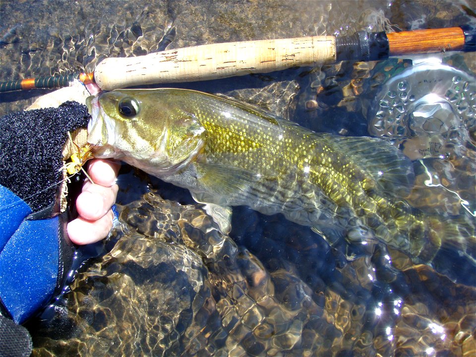 Redeye Bass (Micropterus coosae), Tallapoosa River, Tallasee, Alabama