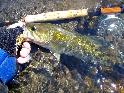 Redeye Bass (Micropterus coosae), Tallapoosa River, Tallasee, Alabama photo