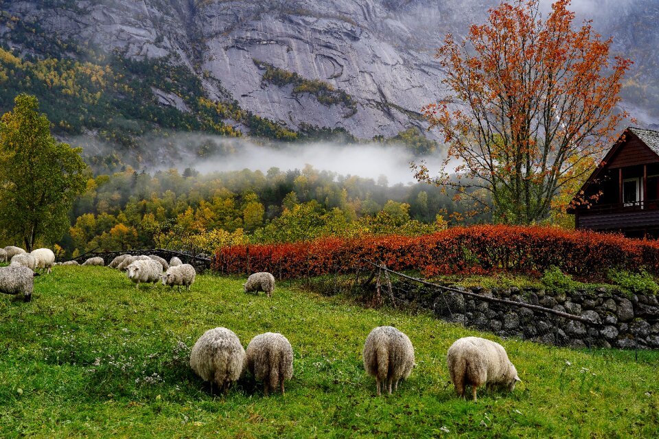 Animals agriculture mountains