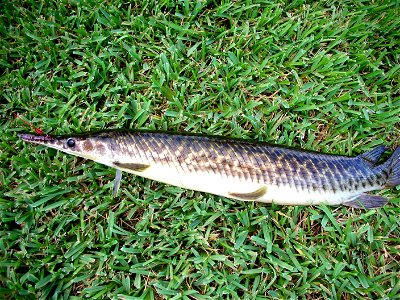 This was caught in the lake behind my grandmother's house in Naples, Florida.