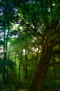 Green hell rays photo