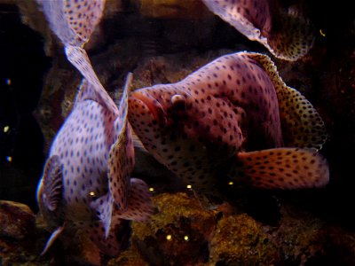Detail of specimen labeled Spotted Barramundi; Reef HQ, Townsville, Queensland. The species involved is the humpback grouper (Chromileptes altivelis) photo