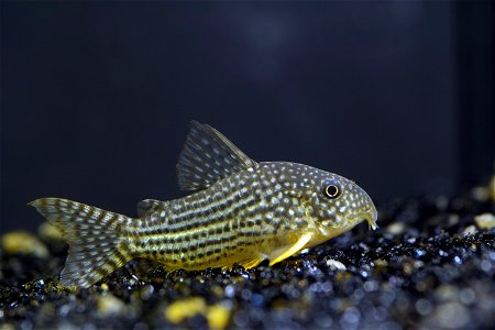 Aquarium shot of the species Corydoras Sterbai. photo