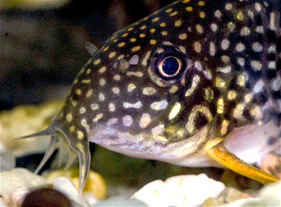 Corydoras sterbai - Kopf.
