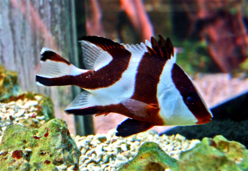 Sea fish Lutjanus sebae in Prague sea aquarium “Sea world”, Czech Republic