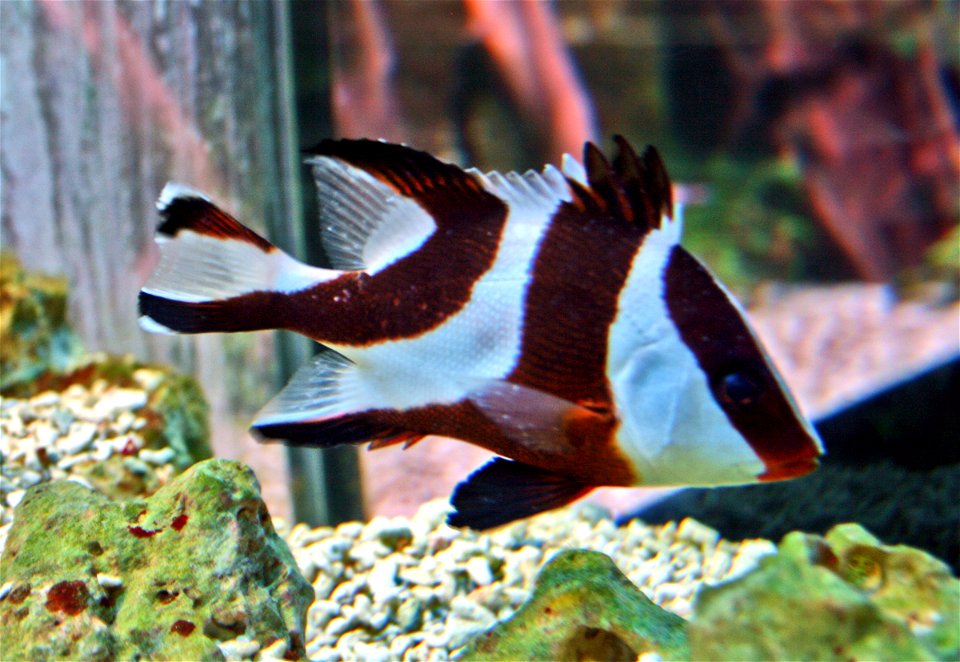 Sea fish Lutjanus sebae in Prague sea aquarium “Sea world”, Czech Republic photo