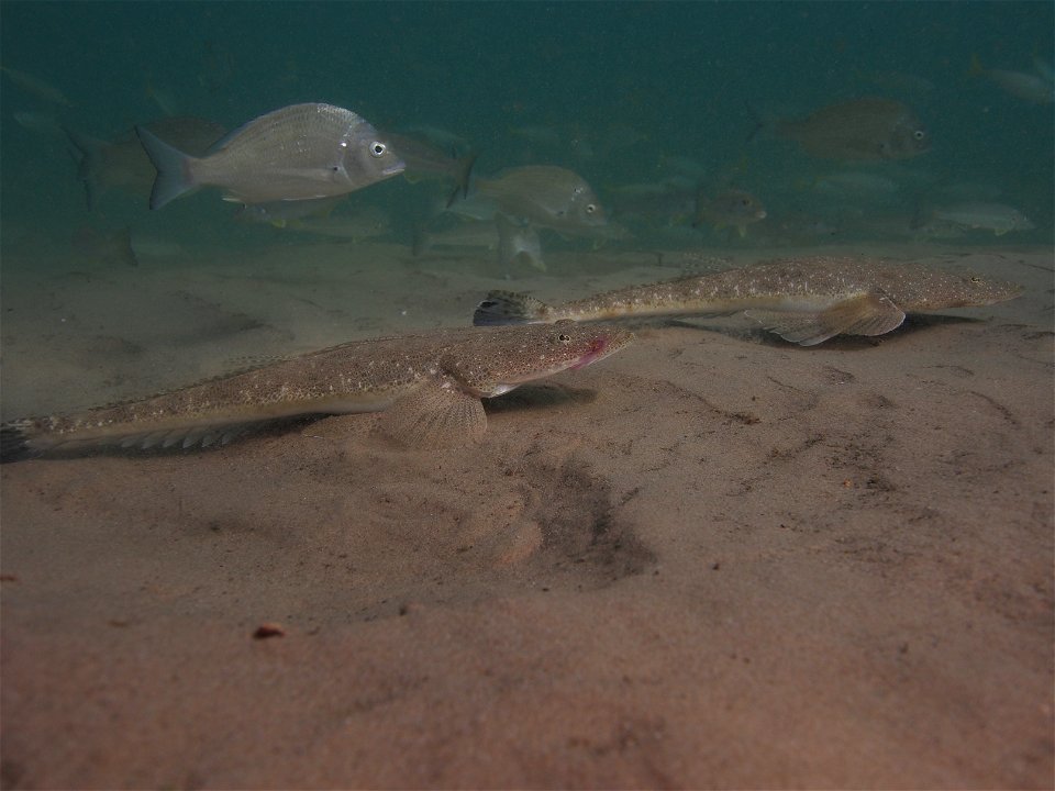 Platycephalus fuscus underwater photo.