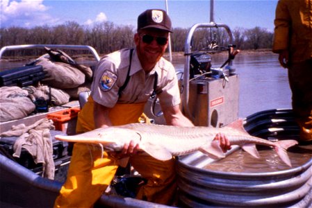 Image title: Man holding pallid strugeon fish scaphirhynchus albus Image from Public domain images website, http://www.public-domain-image.com/full-image/sport-public-domain-images-pictures/fishing-an photo