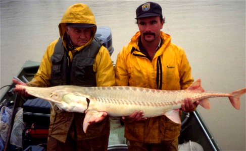 Image title: Two men holding scaphirhynchus albus pallid sturgeon fish
Image from Public domain images website, http://www.public-domain-image.com/full-image/sport-public-domain-images-pictures/fishin