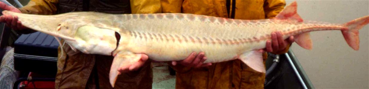 Image title: Two men holding scaphirhynchus albus pallid sturgeon fish
Image from Public domain images website, http://www.public-domain-image.com/full-image/sport-public-domain-images-pictures/fishin
