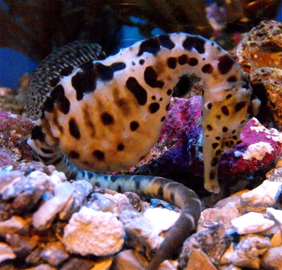 Hippocampus abdominalis at the Birch Aquarium, San Diego, California, USA.