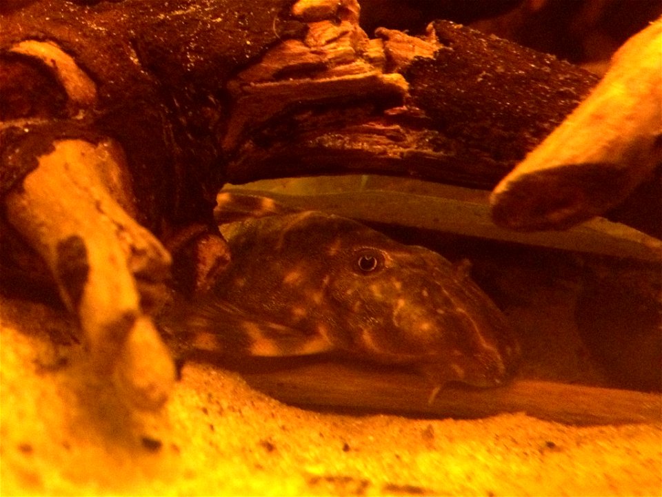 Panaqolus maccus. 2017