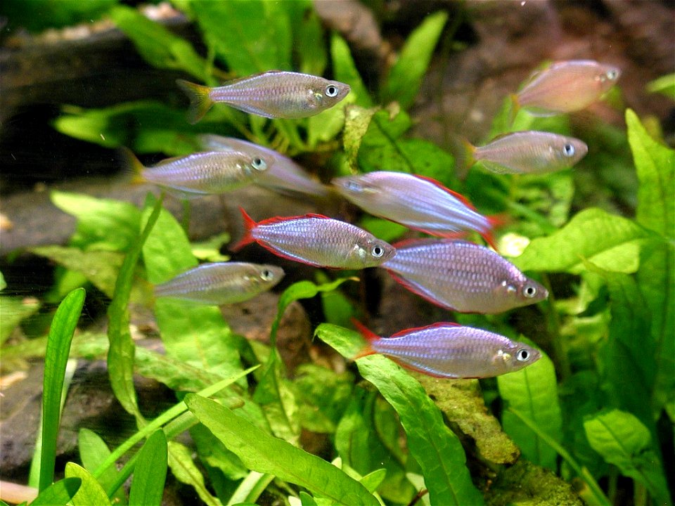 Image title: Aquarium plants and fish Image from Public domain images website, http://www.public-domain-image.com/full-image/fauna-animals-public-domain-images-pictures/fishes-public-domain-images-pic photo