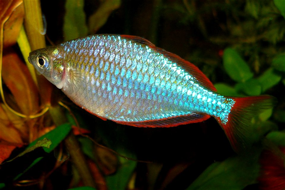 Melanotaenia praecox