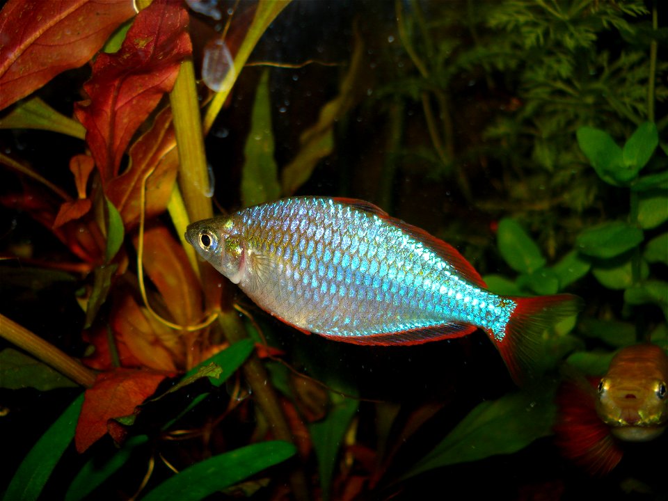 Melanotaenia praecox