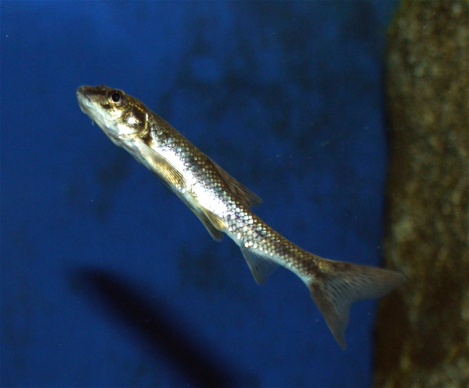 Gudgeon on exhibition Subaqueous Vltava, Prague 2011, Czech Republic