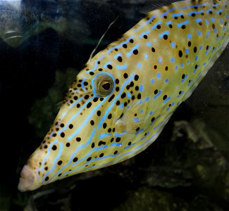 Different types of fishes Scientific name Aluterus scriptus. photo
