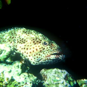 DescriptionEpinepehlus malabaricus.jpg Epinephelus malabaricus Date 1988 Source Rode Zee Author Albert Kok Permission(Reusing this file) Public Domain photo