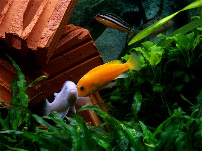Maylandia estherae - couple