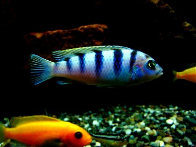 Samiec pyszczaka Maylandia lombardoi femelle and Maylandia Estherae femelle