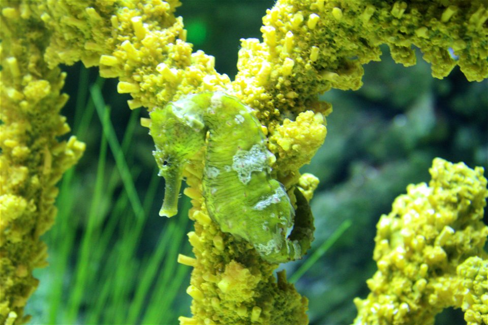 Seahorse at the Brookfield Zoo