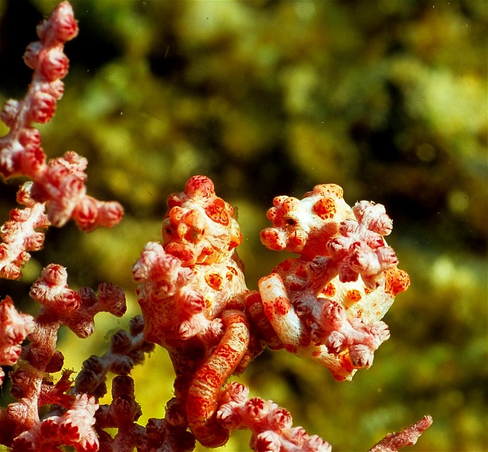 Hippocampus bargibanti

Indonesia, Bali, Menjangan Island National Park