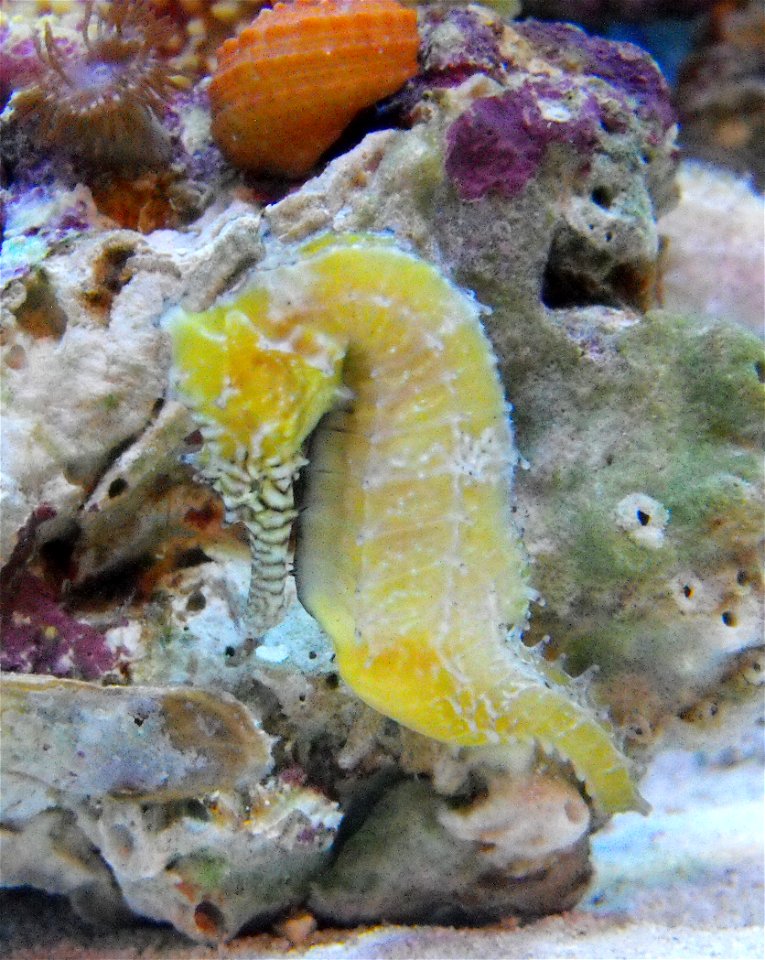 Hippocampus barbouri at the Birch Aquarium, San Diego, California, USA.