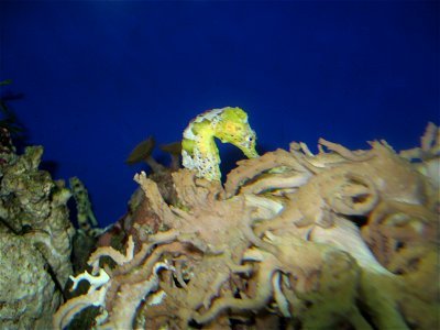 I believe this is a Longsnout Seahorse at the Oklahoma Aquarium. photo