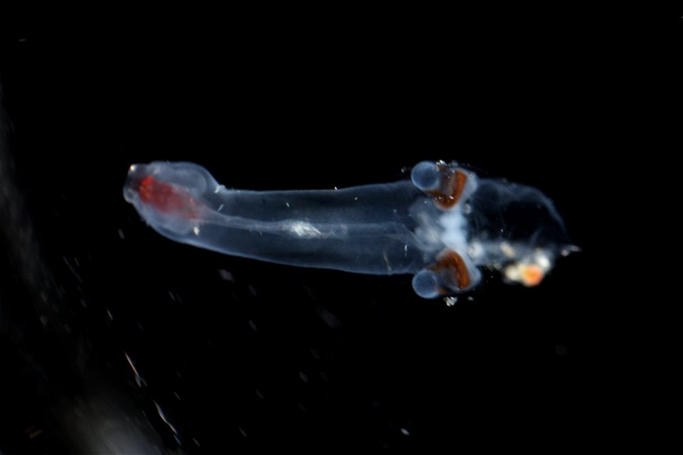 Pterotrachea hippocampus Philippi, 1836  -   	Gulf Stream off Fort Pierce, Florida, USA