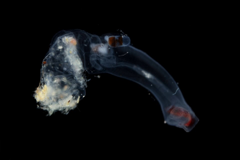 Pterotrachea hippocampus Philippi, 1836 -  Gulf Stream off Fort Pierce, Florida, USA