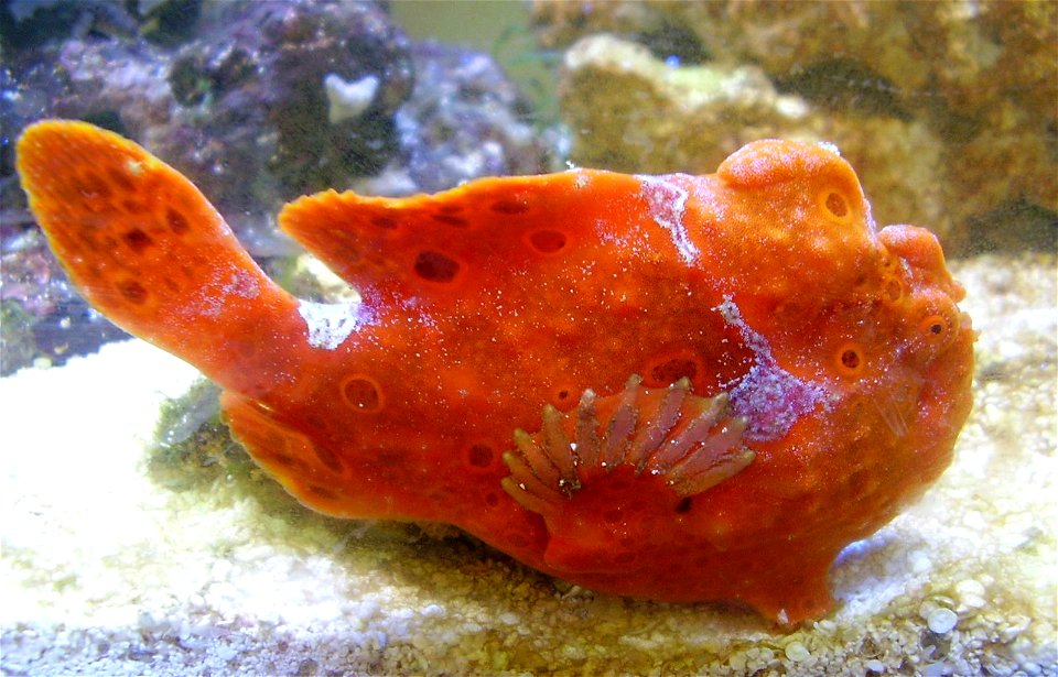 Antennarius pictus w Akwarium Gdyńskim