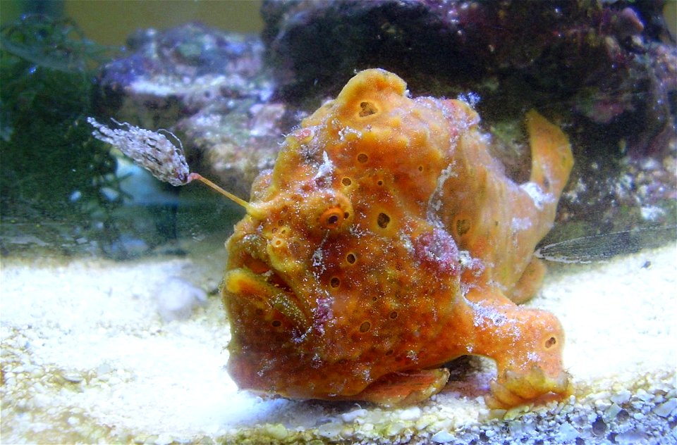 Antennarius pictus w Akwarium Gdyńskim