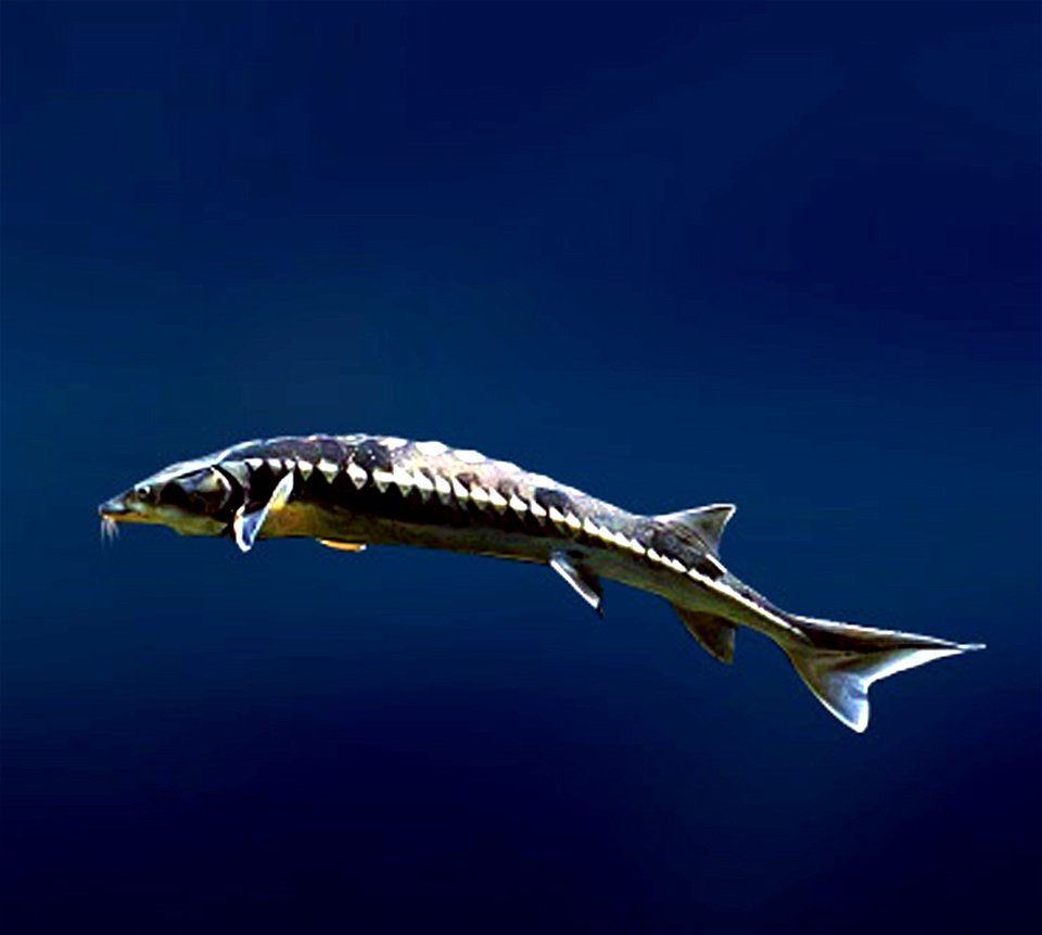 Bastard sturgeon (Acipenser nudiventris)