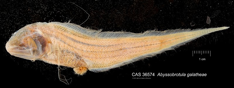 Abyssobrotula galatheae