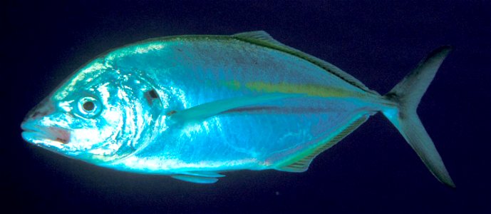 Pseudocaranx dentex (White trevally)