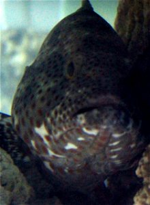 Different types of fishes A black grouper, sideways, attached to a rock. Mycteroperca bonaci. photo