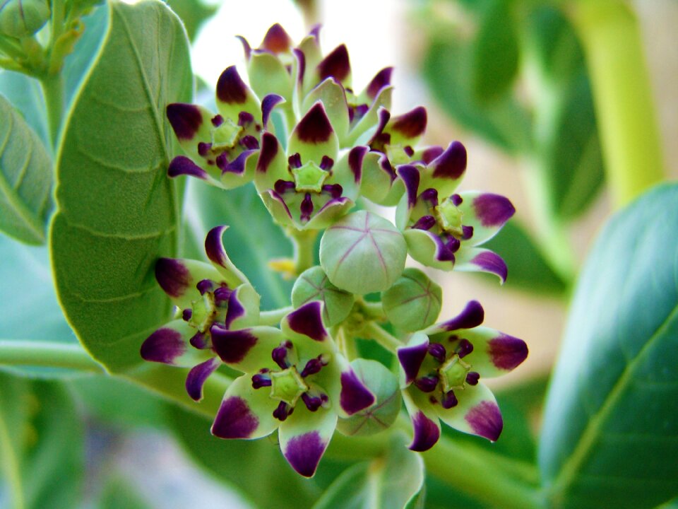 Beautiful natural different