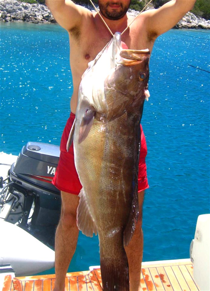 One of my el:sfyrides (en:Epinephelus aeneus)... Photo by friend in en:Dhokos (near Hydra).