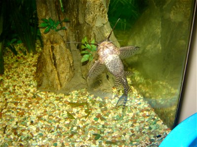 Synodontis eupterus