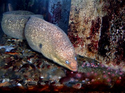 California Moray Eel
Taken by Jeremy Selan
Santa Monica Pier Aquarium
Santa Monica, CA

12/3/06