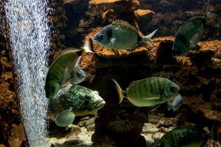 Sciaena umbra and other fishes in Rhodes Aquarium