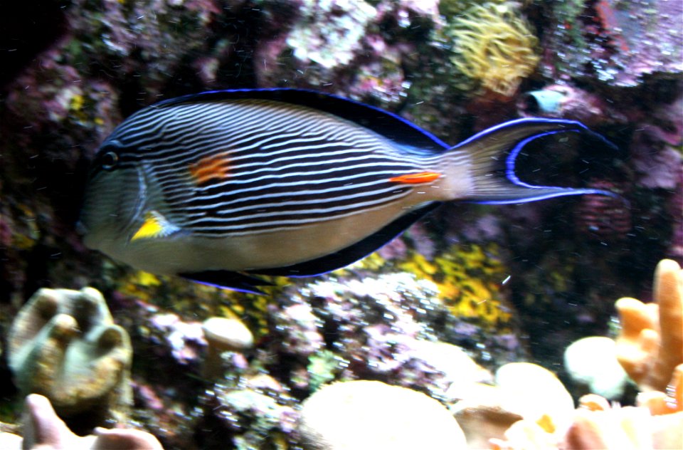 Fish Sohal surgeonfish, Acanthurus sohal in Prague sea aquarium, Czech Republic
