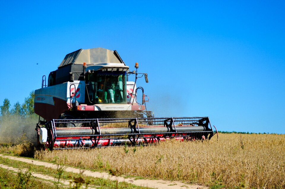 Cereals field summer