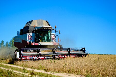 Cereals field summer photo