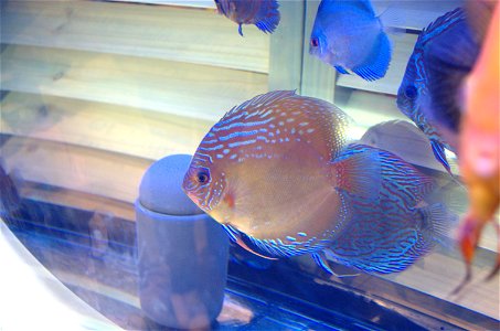 Poisson "Discus commun" - Salon international de l'agriculture 2009 - Paris - France - 22 février 2009.
