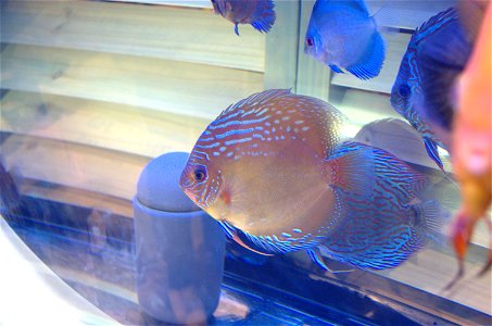 Poisson "Discus commun" - Salon international de l'agriculture 2009 - Paris - France - 22 février 2009. photo