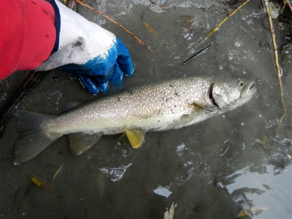 Marble trout (Salmo marmoratus) caught in the river Adige, Italy