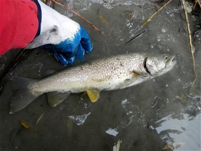 Marble trout (Salmo marmoratus) caught in the river Adige, Italy photo